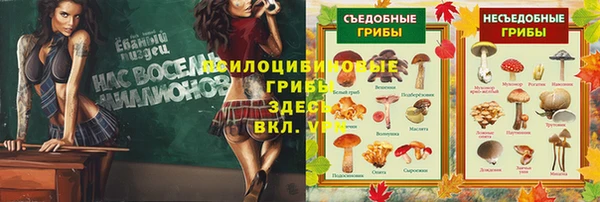 ПСИЛОЦИБИНОВЫЕ ГРИБЫ Новозыбков